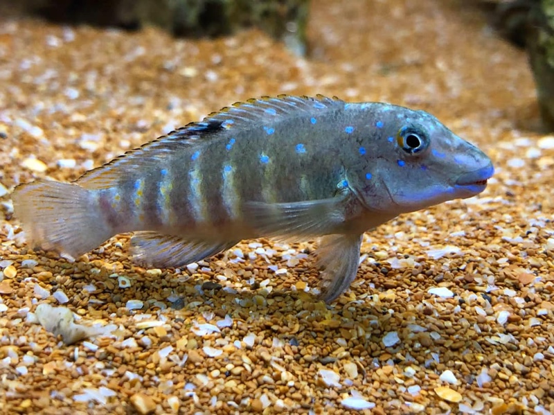 Spathodus cf. erythrodon 'Ikola'